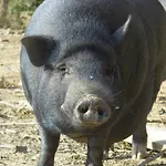 Agroturismo Le Baccane Vinci