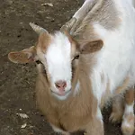 Agroturismo Le Baccane Vinci