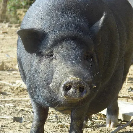Çiftlik konaklama Le Baccane Vinci